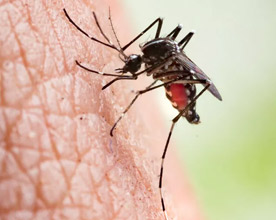 Infected Insect Bites